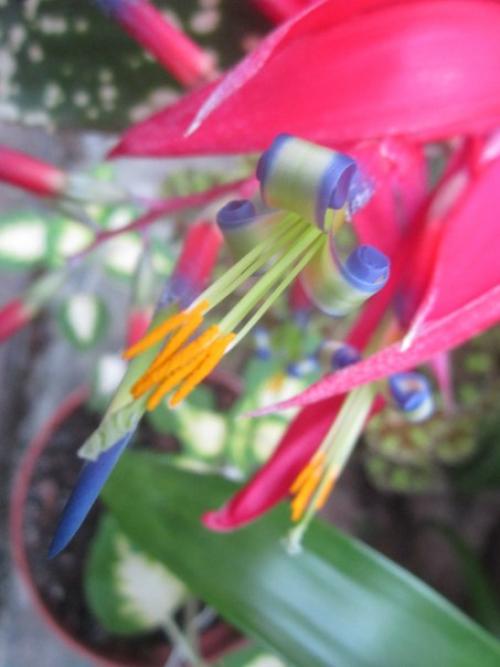 Бильбергия поникающая?  К семейству бромелиевых принадлежат легко узнаваемые и оригинальные комнатные растения. 05