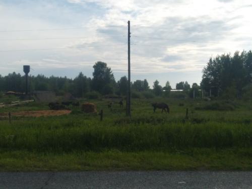 Сенодня, 13 июня, я с компанией след, побывала в прекрасном месте кировской области. 07