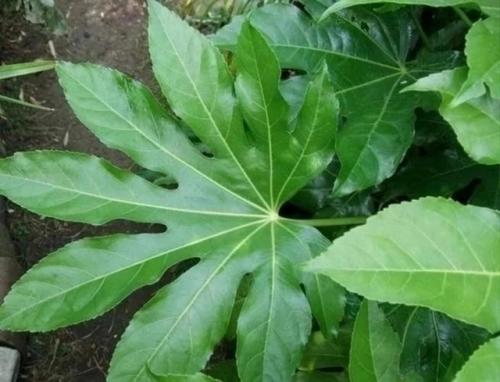 Фатсия японская: уход в домашних условиях. 02