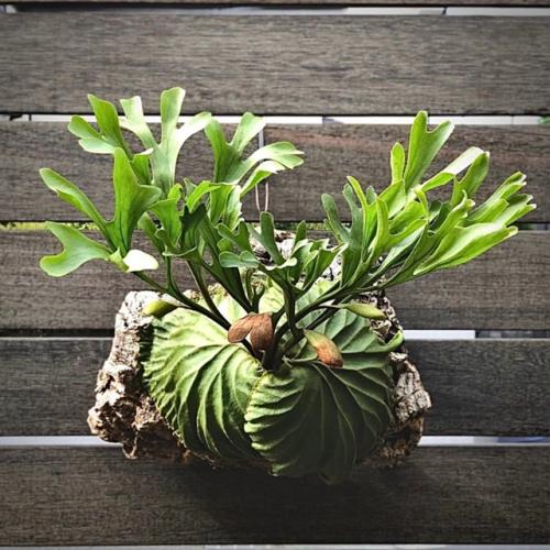 Папоротник олений рог, или платицериум. 02