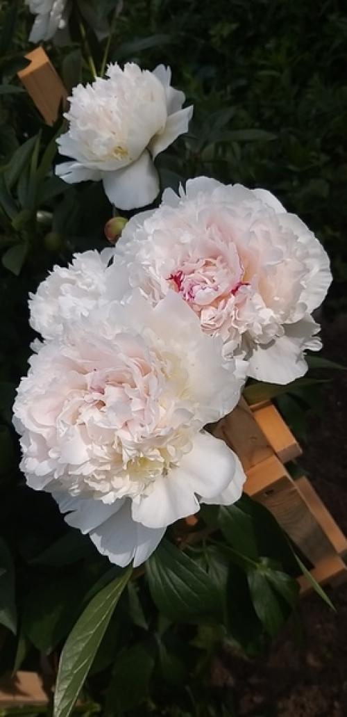 В своё время я очень увлеклась древним китайским учением фен - шуй. 05