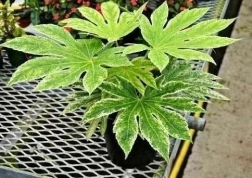 Фатсия японская: уход в домашних условиях. 03