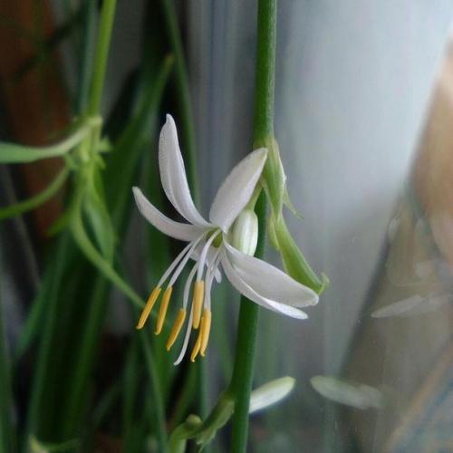 Хлорофитум. Хлорофитум или Chlorophytum - растение из рода травянистых. 01 Хлорофитум. Хлорофитум или Chlorophytum - растение из рода травянистых. 01