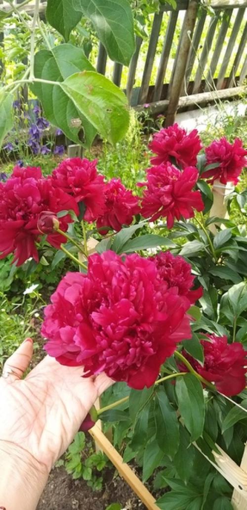 В своё время я очень увлеклась древним китайским учением фен - шуй. 03