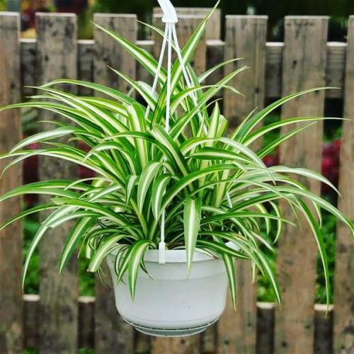 Хлорофитум. Хлорофитум или Chlorophytum - растение из рода травянистых. 02 Хлорофитум. Хлорофитум или Chlorophytum - растение из рода травянистых. 02