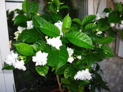 Табернемонтана.  Вечнозеленая табернемонтана любой интерьер украсит. 01
