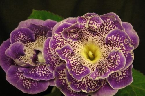 Как сохранить клубни глоксинии? 02