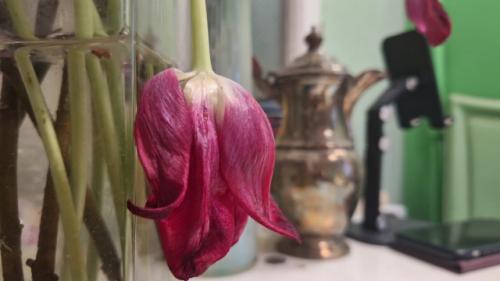 Цветы - маркер бесполезности в отношениях. 06 Цветы - маркер бесполезности в отношениях. 06