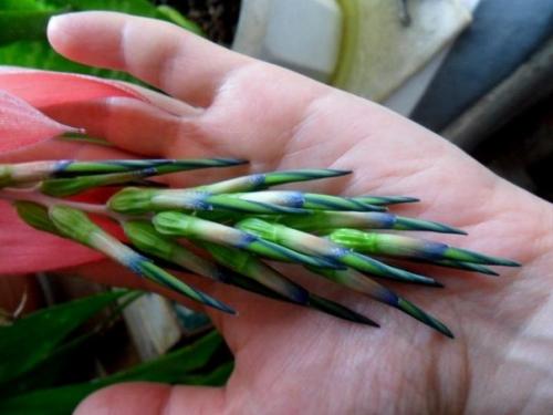 Бильбергия поникающая?  К семейству бромелиевых принадлежат легко узнаваемые и оригинальные комнатные растения. 02