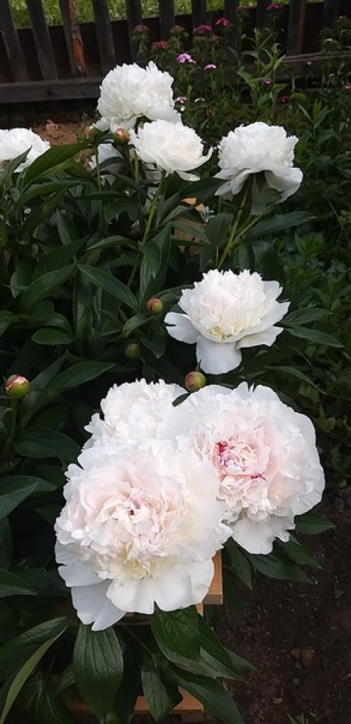 В своё время я очень увлеклась древним китайским учением фен - шуй. 06