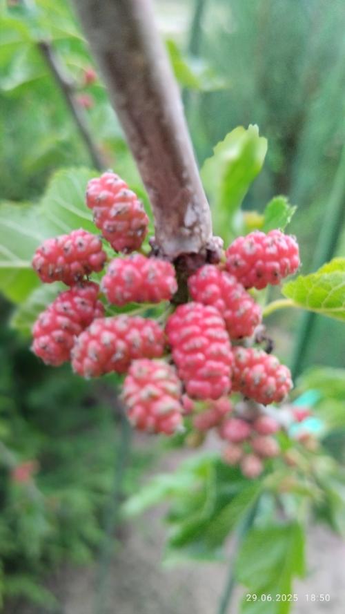 Вести с дачных Полей (продолжение. 02