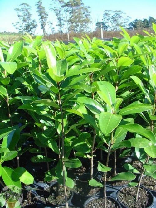 Коринокарпус - новозеландский лавр. 01 Коринокарпус - новозеландский лавр. 01