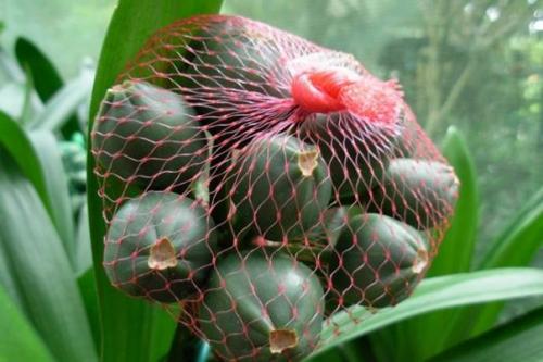 Неприхотливая кливия: нюансы ухода за африканской красавицей. 04