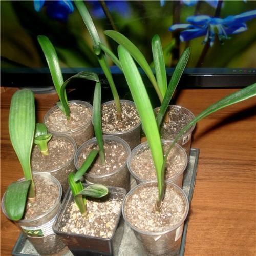 Неприхотливая кливия: нюансы ухода за африканской красавицей. 07