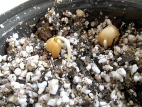 Неприхотливая кливия: нюансы ухода за африканской красавицей. 06