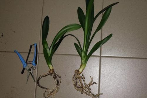 Неприхотливая кливия: нюансы ухода за африканской красавицей. 03