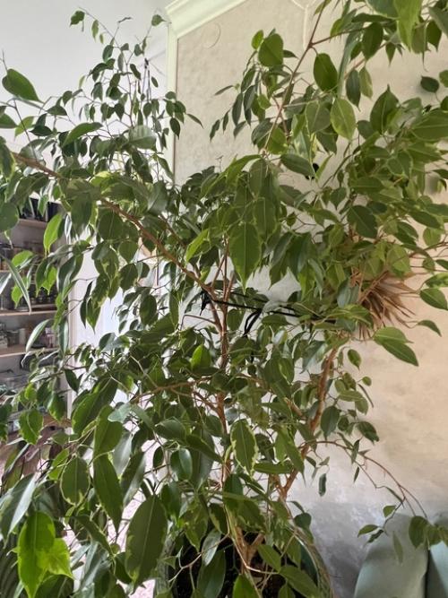 У меня пополнение! 02