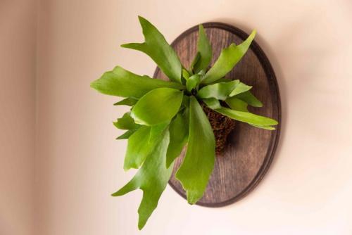 Папоротник олений рог, или платицериум. 04