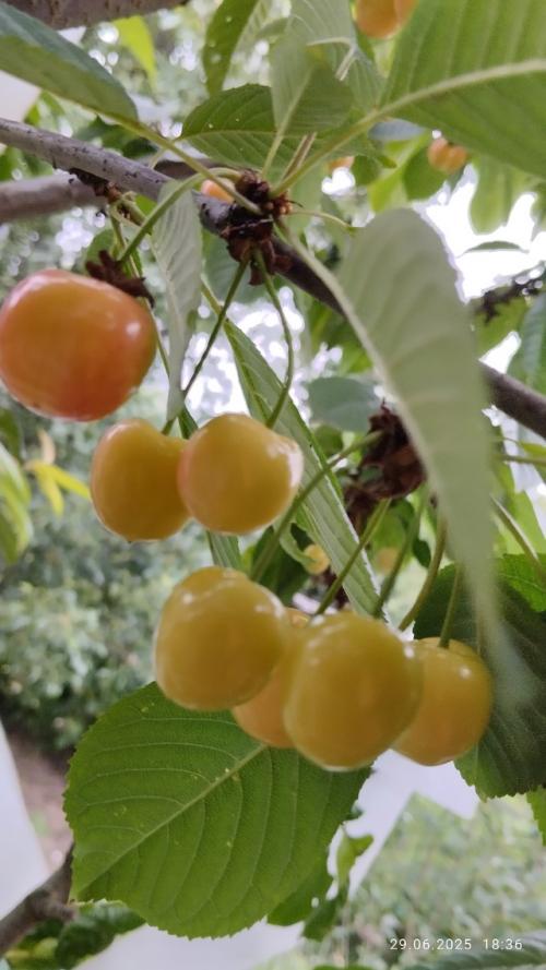 Вести с дачных Полей (продолжение. 03