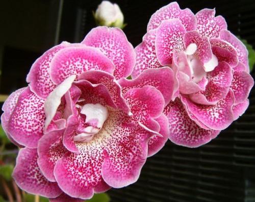 Как сохранить клубни глоксинии? 06