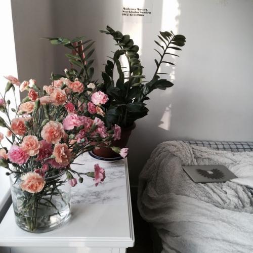 ? 5. Лучших комнатных растений, которые очищают воздух? 01