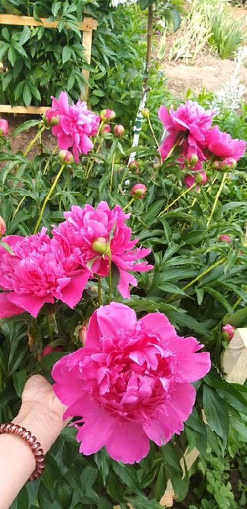 В своё время я очень увлеклась древним китайским учением фен - шуй. 04