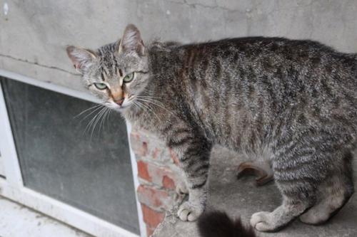 Разговорчивая Маруся в добрые руки! 02