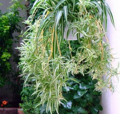 Изысканный хлорофитум: уход доступный новичкам. 02 Изысканный хлорофитум: уход доступный новичкам. 02