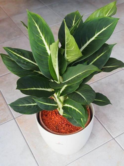 Бисквит на лимонаде.  Ингредиенты: Яйца - 4 шт. Сахар - 1, 5 стакана. 02