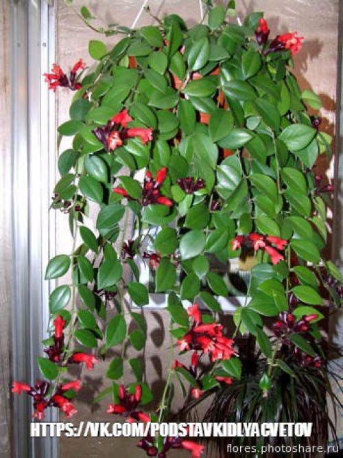 Эсхинантус?  Наиболее распространенные виды. 02