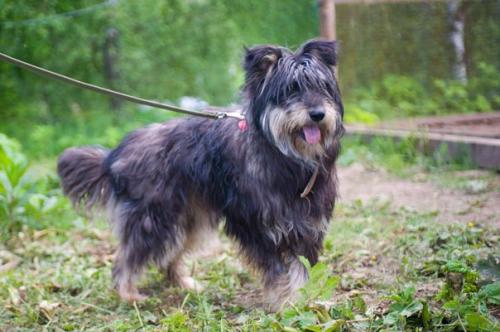 Сегодня в нашей воскресной рубрике мы немного расскажем о том, как в приюте появилась Элли. 06