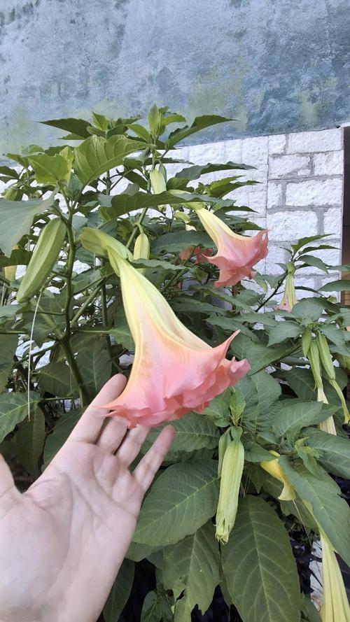 Абхазия. Остановка первая - дача Сталина, недалеко от Гагр, 300 метров от уровня моря. 07