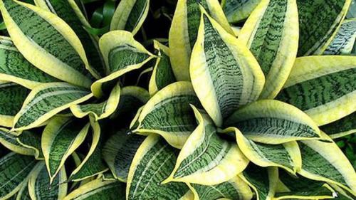 Растения, предпочитающие тень - мы украшаем подоконники северных окон. 02