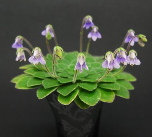 Петрокосмея - Геометрическое растение? 05