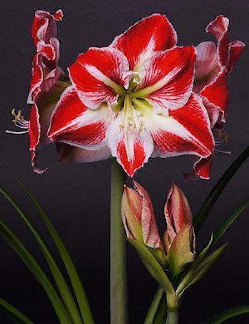 Гиппеаструм и амариллис: ухаживаем за луковичным растением правильно. 01