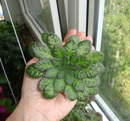 Петрокосмея - Геометрическое растение? 03