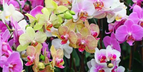 Как ухаживать за орхидеей.