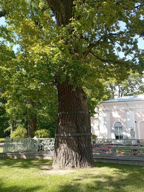 Китайский дворец. Маленький домик императрицы в ораниенбауме. 06 Китайский дворец. Маленький домик императрицы в ораниенбауме. 06