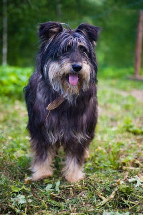 Сегодня в нашей воскресной рубрике мы немного расскажем о том, как в приюте появилась Элли. 04