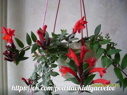 Эсхинантус?  Наиболее распространенные виды. 04