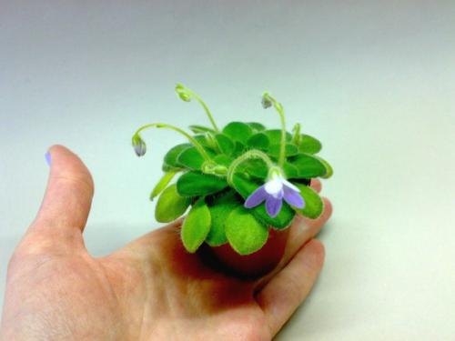 Петрокосмея - Геометрическое растение? 04