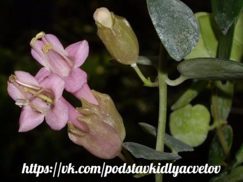 Эсхинантус?  Наиболее распространенные виды. 03