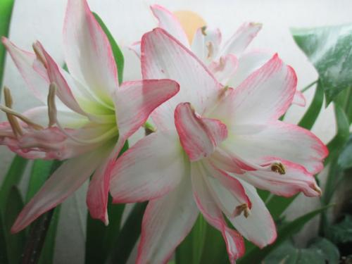 Гиппеаструм и амариллис: ухаживаем за луковичным растением правильно. 05