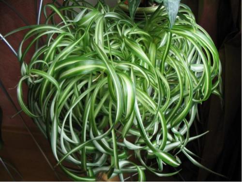 Изысканный хлорофитум: уход доступный новичкам. 01 Изысканный хлорофитум: уход доступный новичкам. 01