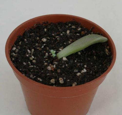 Хавортия: всё об уходе, посадке и размножении растения в домашних условиях. 06