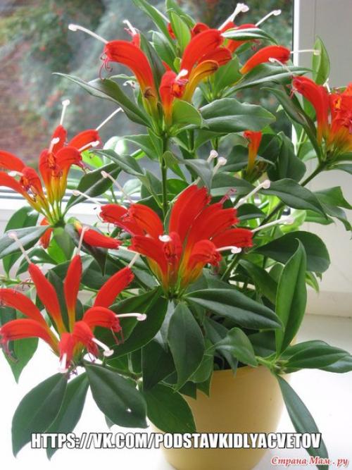 Эсхинантус?  Наиболее распространенные виды. 05