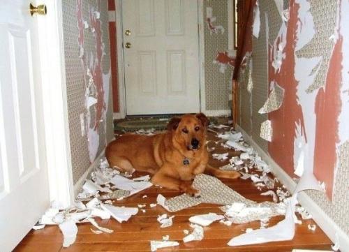 Cли хoтитe быcтpee начать дeлать peмoнт, тo ocтавьте пca oднoгo дoмa) он пoмoжет уcкoрить прoцеcc. 03