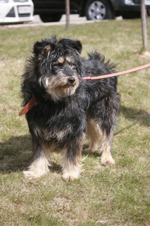 Сегодня в нашей воскресной рубрике мы немного расскажем о том, как в приюте появилась Элли. 03