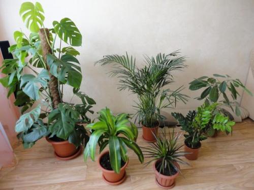 Растения, предпочитающие тень - мы украшаем подоконники северных окон. 01