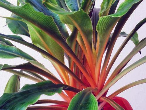 Изысканный хлорофитум: уход доступный новичкам. 03 Изысканный хлорофитум: уход доступный новичкам. 03